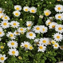 Alternative Lawn Wildflower Seed Mix -Garden Care Sale creeping daisy