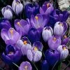 Blue Moon Dutch Crocus Mix -Garden Care Sale crocus blue moon mix