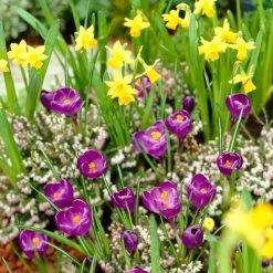 Remembrance Dutch Crocus 14 Remembrance Dutch Crocus -Garden Care Sale crocus remembrance daffodil tete a tete 25984