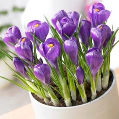 Remembrance Dutch Crocus 15 Remembrance Dutch Crocus -Garden Care Sale crocus remembrance visi75695