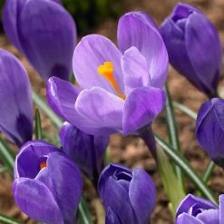Remembrance Dutch Crocus 17 Remembrance Dutch Crocus -Garden Care Sale crocus remembrance visi86705