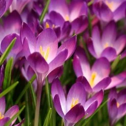 Tommasini's Ruby Giant Crocus 11 Tommasini's Ruby Giant Crocus -Garden Care Sale crocus tommasinianus bulbs ruby giant 39150 1 web