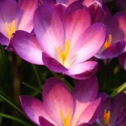 Garden Care Sale -Garden Care Sale crocus tommasinianus bulbs ruby giant 39150 2 web