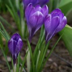 Tommasini's Ruby Giant Crocus 13 Tommasini's Ruby Giant Crocus -Garden Care Sale crocus tommasinianus bulbs ruby giant 39150 3 web