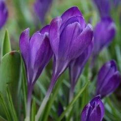 Tommasini's Ruby Giant Crocus 12 Tommasini's Ruby Giant Crocus -Garden Care Sale crocus tommasinianus bulbs ruby giant 39150 4 web