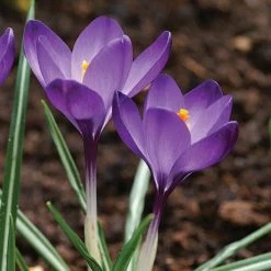 Tommasini's Ruby Giant Crocus 14 Tommasini's Ruby Giant Crocus -Garden Care Sale crocus tommasinianus bulbs ruby giant 39150 5 web