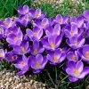 Remembrance Dutch Crocus 1 Remembrance Dutch Crocus -Garden Care Sale crocusremembrance4 1
