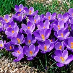 Garden Care Sale 20 Remembrance Dutch Crocus