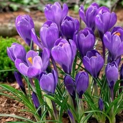 Garden Care Sale -Garden Care Sale crocusremembrance5 1