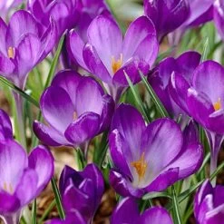 Garden Care Sale 22 Tommasini's Ruby Giant Crocus