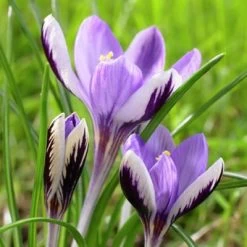 Spring Beauty Snow Crocus -Garden Care Sale crocusspringbeauty1
