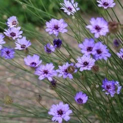 Cupid's Dart (Catanache) 7 Cupid's Dart (Catanache) -Garden Care Sale cupids dart catananche caerulea flowers