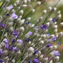 Cupid's Dart (Catanache) 9 Cupid's Dart (Catanache) -Garden Care Sale cupids dart catananche caerulea garden before bloom