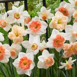 Garden Care Sale 11 60 Days Of Daffodils Mix