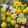 Rock Garden Daffodil Mix -Garden Care Sale daffodil narcissus rock garden mixture