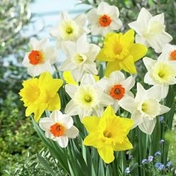 Large Cupped Daffodil Mix -Garden Care Sale daffodillargecuppedmix5