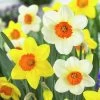 Large Cupped Daffodil Mix 2 Large Cupped Daffodil Mix -Garden Care Sale daffodillargecuppedmix6