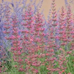 Desert Sunrise® Agastache -Garden Care Sale desert sunrise agastache close up