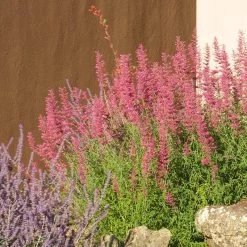 Desert Sunrise® Agastache -Garden Care Sale desert sunrise agastache rock garden