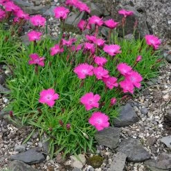 Kahori Pink® Dianthus 9 Kahori Pink® Dianthus -Garden Care Sale dianthus kahor pink