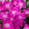 Kahori Pink® Dianthus 1 Kahori Pink® Dianthus -Garden Care Sale dianthus kahori close up