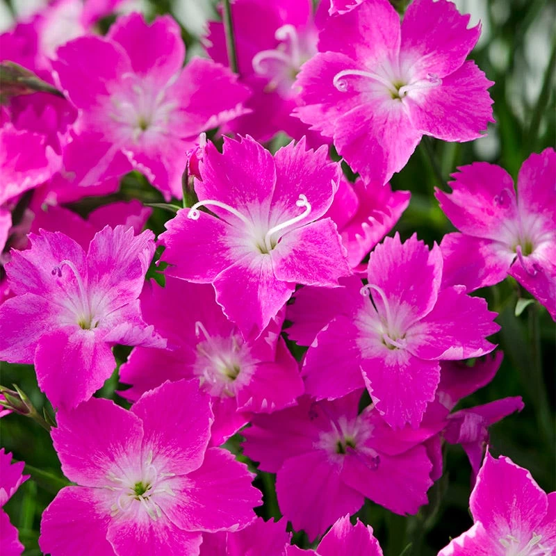 Kahori Pink® Dianthus 3 Kahori Pink® Dianthus