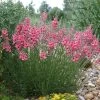 Coral Canyon® Twinspur (Diascia) 1 Coral Canyon® Twinspur (Diascia) -Garden Care Sale diascia integerrima pat.hayward