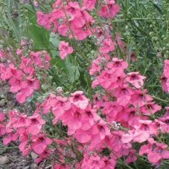 Coral Canyon® Twinspur (Diascia) 6 Coral Canyon® Twinspur (Diascia) -Garden Care Sale diascia integerrima 42410 1 web