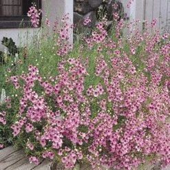 Coral Canyon® Twinspur (Diascia) 7 Coral Canyon® Twinspur (Diascia) -Garden Care Sale diascia integerrima 42410