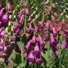 Spanish Peaks® Foxglove -Garden Care Sale digitalis thapsi pat.hayward plant select cropped