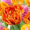 Sunlover Double Late Tulip -Garden Care Sale double late tulip sunlover orange cropped