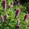 Dwarf Leadplant (Amorpha) -Garden Care Sale dwarf leadplant amorpha amorpha nana flowers