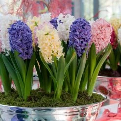 Garden Care Sale -Garden Care Sale easter joy hyacinth mix indoor pot