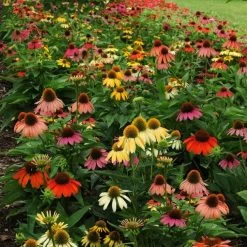 Cheyenne Spirit Echinacea 7 Cheyenne Spirit Echinacea -Garden Care Sale echinacea cheyenne spirit 600