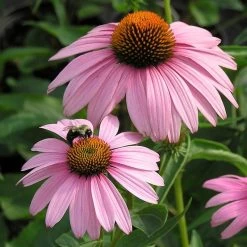 Magnus Echinacea -Garden Care Sale echinacea magnus walters garden