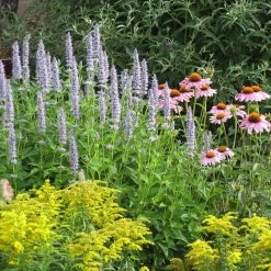 Blue Fortune Agastache -Garden Care Sale echinacea purpurea agastache blue fortune solidago