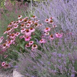 Magnus Echinacea -Garden Care Sale echinacea purpurea magnus 2