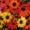 Cheyenne Spirit Echinacea 2 Cheyenne Spirit Echinacea -Garden Care Sale echinacea cheyenne spirit