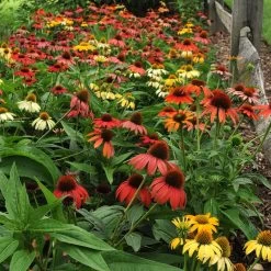 Cheyenne Spirit Echinacea 6 Cheyenne Spirit Echinacea -Garden Care Sale echinacea cheyenne spirit hbl8jxx