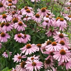 Magnus Echinacea -Garden Care Sale echinacea magnus garden flowers 1