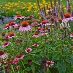 Magnus Echinacea -Garden Care Sale echinacea magnus garden 1