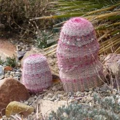 Rainbow Hedgehog Cactus