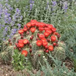 Scarlet Hedgehog Cactus (Echinocereus) -Garden Care Sale echinocereus coccineus w nepeta x faassenii cropped