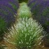 Edelweiss Lavender 1 Edelweiss Lavender -Garden Care Sale edelweiss lavender garden meadow 1