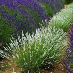Edelweiss Lavender -Garden Care Sale edelweiss lavender pale lavender spikes 1