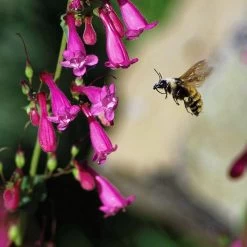 Coconino County Desert Penstemon -Garden Care Sale emmis oure penstemon coconino county with bee cropped 1
