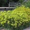 Kannah Creek® Sulphur Buckwheat -Garden Care Sale eriogonum umbellatum kanah creek 5