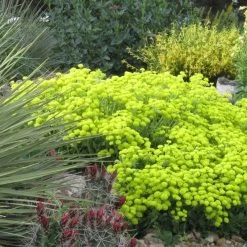 Kannah Creek® Sulphur Buckwheat -Garden Care Sale eriogonum umbellatum kendrick lake lakewood co 1