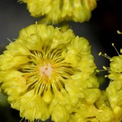 Kannah Creek® Sulphur Buckwheat -Garden Care Sale eriogonum umbellatum sulphurflower buckwheat 1