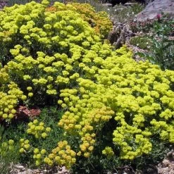 Kannah Creek® Sulphur Buckwheat -Garden Care Sale eriogonum umbellatum v aureum kanah creek 49695 1